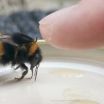 Bumblebro High Five