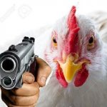 Chicken with a gun