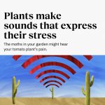 Plants make sounds that express that stress