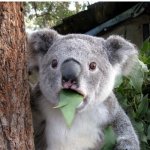 stop celebrating spring equinox on march 20th! | people when they realize they should stop celebrating spring equinox on march 20th: | image tagged in suprised koala | made w/ Imgflip meme maker