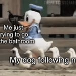 every dog | Me just trying to go to the bathroom; My dog following me | image tagged in gifs,dogs,memes,true story | made w/ Imgflip video-to-gif maker