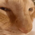 SuS GIF Template