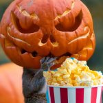 Squirrel Pumpkin eats Pop Corn