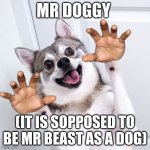 doggy | MR DOGGY; (IT IS SOPPOSED TO BE MR BEAST AS A DOG) | image tagged in happy dog | made w/ Imgflip meme maker