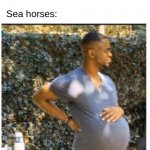 sea horses are weird