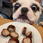 Food Critic Dog