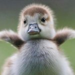 Baby Duck | READY FOR A HUG? | image tagged in baby duck | made w/ Imgflip meme maker