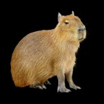 Capybara