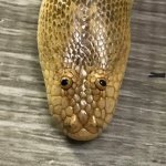 Down syndrome snake