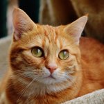 me when ___ cat