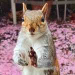 Squirrel Pope