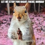 Squirrel Says | LET ME STOP YOU RIGHT THERE, HUMAN | image tagged in squirrel pope | made w/ Imgflip meme maker