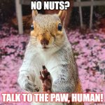 Talk to the Paw | NO NUTS? TALK TO THE PAW, HUMAN! | image tagged in squirrel pope | made w/ Imgflip meme maker