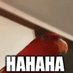 Yes. | HAHAHA; OH YOU'RE SERIOUS? | image tagged in gifs,birb | made w/ Imgflip video-to-gif maker
