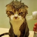 wet cat meme