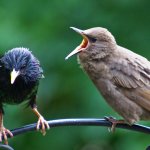 Starling Fledgling