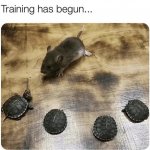 Ninja Turtles meme