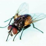 Fly