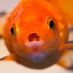 surprised goldfish