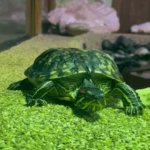 Tortue GIF Template