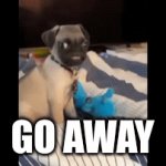 GO AWAY ITS NAP TIME | GO AWAY | image tagged in gifs,dogs | made w/ Imgflip video-to-gif maker