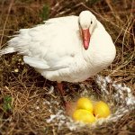 goose Laid golden egg