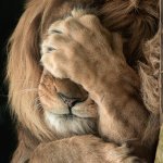 Disappointed Lion