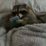 Raccoon in bed meme