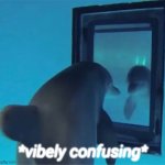Dolphin vibely confuses... | *vibely confusing* | image tagged in dolphin in the mirror | made w/ Imgflip meme maker