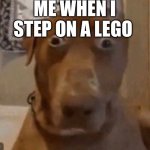 Surprised Dog | ME WHEN I STEP ON A LEGO | image tagged in surprised dog | made w/ Imgflip meme maker