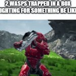 "If you put wasps in a box together, they'll eventually fight over something," says Sheehan | 2 WASPS TRAPPED IN A BOX FIGHTING FOR SOMETHING BE LIKE: | image tagged in gifs,wasps | made w/ Imgflip video-to-gif maker