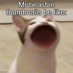 Pop Cat | Mr beast in thumbnails be like: | image tagged in pop cat | made w/ Imgflip meme maker