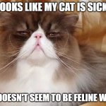 Daily Bad Dad Joke May 2 2023 | IT LOOKS LIKE MY CAT IS SICK...... HE DOESN'T SEEM TO BE FELINE WELL. | image tagged in typical feline snob | made w/ Imgflip meme maker