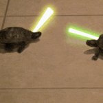 turtle fighting