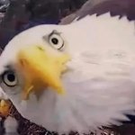 Accusing Eagle