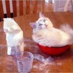 kitten flour | image tagged in kitten flour | made w/ Imgflip meme maker