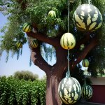 Watermelon Tree