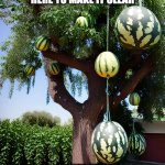 Watermelon Tree | WATERMELONS ON TREES? NEVER FEAR, I'M HERE TO MAKE IT CLEAR; IF YOU'VE NEVER SEEN THEM IN NATURE, THIS IS HOW THEY APPEAR!" | image tagged in watermelon,tree | made w/ Imgflip meme maker