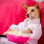 dog eating popcorn