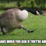 Are you an America Goose? | CANADIANS WHEN YOU ASK IF THEY'RE AMERICAN | image tagged in angry canada goose | made w/ Imgflip meme maker