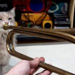 Cat playing Trumpet meme