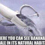 banana whale | HERE YOU CAN SEE BANANA WHALE IN ITS NATURAL HABITAT | image tagged in banana whale | made w/ Imgflip meme maker