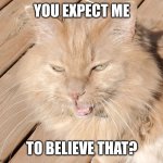 Unimpress Cat | YOU EXPECT ME; TO BELIEVE THAT? | image tagged in seriously karen | made w/ Imgflip meme maker
