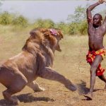 Maasai Warrior fighting lion