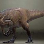 Allosaurs