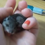 mouse yawning meme