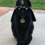 Dark Side Black Cat meme