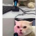 CAT AND MICROPHONE 2 PANEL