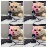 CAT ON MICROPHONE 4 PANEL