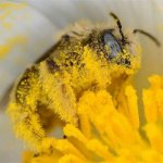 Bee covered in pollen meme